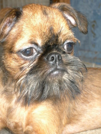 Griffon Bruxellois Hunde Foto 38219 in höherer Auflösung ansehen Griffon Bruxellois Imgosbull Hollywood Star (lives in Russia)
