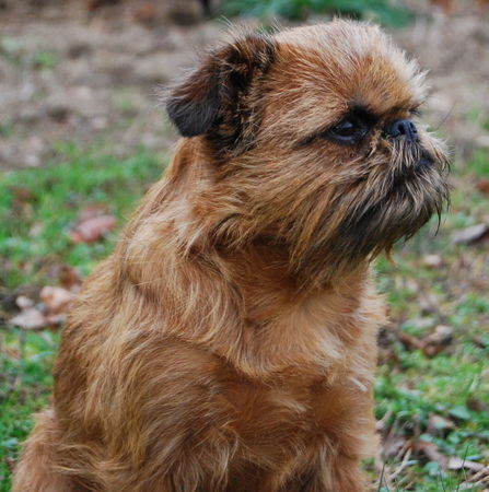 Griffon Bruxellois Comtesse Rousse z Amiho Dvora