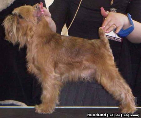 Griffon Bruxellois Hunde Foto 25764 in höherer Auflösung ansehen Griffon Bruxellois AIKEMUNO - www.aikemuno.spb.ru