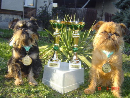 Griffon Bruxellois Debi und Tessi Graz - V1, CAC, CACIB, BOB