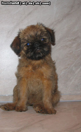 Griffon Bruxellois Hunde Foto 25762 in höherer Auflösung ansehen Griffon Bruxellois AIKEMUNO - www.aikemuno.spb.ru