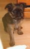 Griffon Bruxellois Foto: Wilma, 10 Wochen alt (ID 19431) Griffon Bruxellois Hund