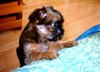 Griffon Bruxellois Foto: Wilma, 10 Wochen alt (ID 19432) Griffon Bruxellois Hund