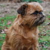 Griffon Bruxellois Hund