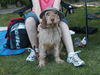 Griffon Fauve de Bretagne Foto: Heidy: Puh ,was ne Hitze !! (ID 29985) Griffon Fauve de Bretagne Hund