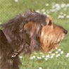 Griffon Nivernais, Grand Griffon Nivernais, Chien de Pays