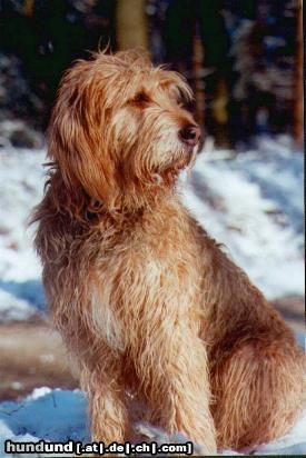 Griffon Nivernais Hunde Foto 22331 in höherer Auflösung ansehen Griffon Nivernais