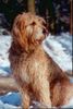Griffon Nivernais Foto (ID 22331) Griffon Nivernais Hund