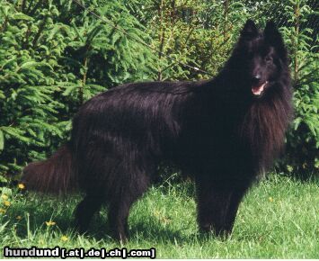 Groenendael Hunde Foto 2829 Groenendael Deckrüde Ainuk von der Holzheimer Rehtränke