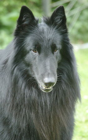 Groenendael Ares von der Burg Nassau