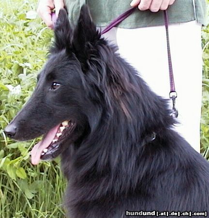 Groenendael Hunde Foto 7959 Groenendael Baily von der Notburgahöhle