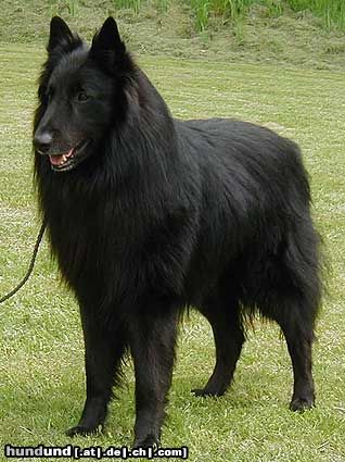 Groenendael Hunde Foto 12545 Groenendael Burly von der Holzheimer Rehtränke