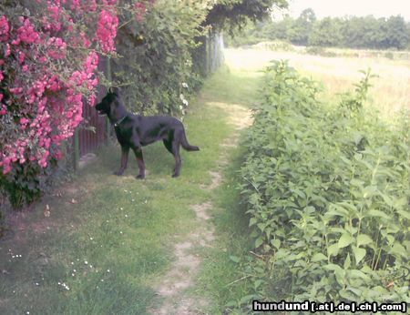 Groenendael Hunde Foto 5522 Groenendael