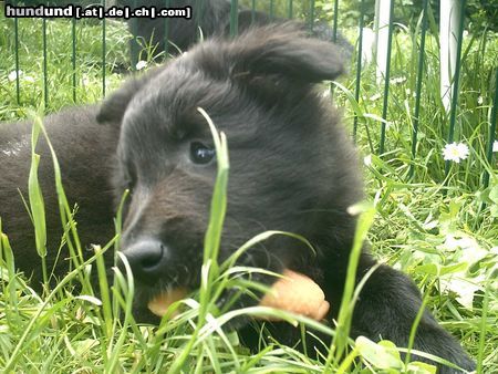 Groenendael Hunde Foto 21507 Groenendael Akira von der Schieferhalde 8 Wo.