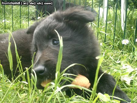 Groenendael Akira von der Schieferhalde 8 Wo.