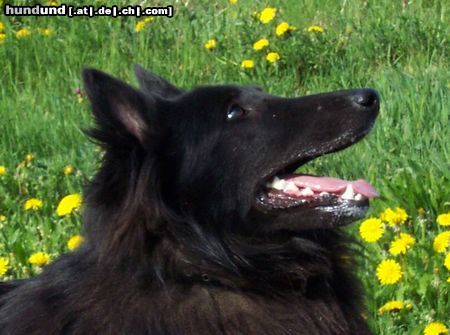 Groenendael Hunde Foto 11063 Groenendael Braver Alyosha!