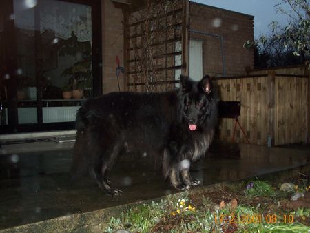 Groenendael Hunde Foto 2633 Groenendael Er ist jetzt 10 Jahre alt und macht uns nur Freude