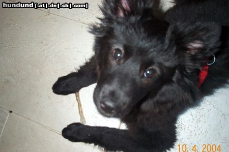 Groenendael Hunde Foto 10670 Groenendael Amy 12 Wochen