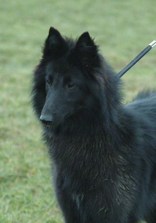 Groenendael Esprit von der Burg Nassau