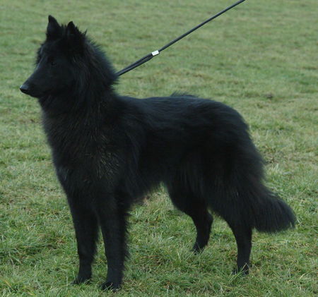 Groenendael Esprit von der Burg Nassau