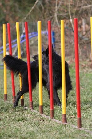 Groenendael Faible von der Burg Nassau 22 Monate