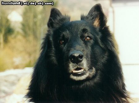 Groenendael Hunde Foto 18128 Groenendael Gera im Portrait
