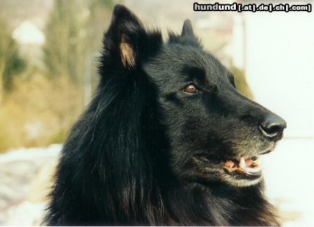 Groenendael Hunde Foto 18129 Groenendael Gera im Portrait