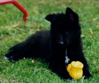 Groenendael Hunde Foto 2091 Groenendael