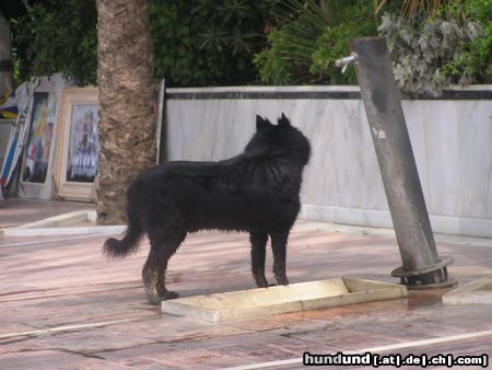 Groenendael Koko aus Spanien