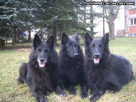 Groenendael Hunde Foto 21505 in höherer Auflösung ansehen Groenendael Mutter Amra,Tochter Akira und Sohn Arek