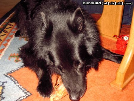 Groenendael Hunde Foto 16694 in höherer Auflösung ansehen Groenendael Und schon wieder der Gera