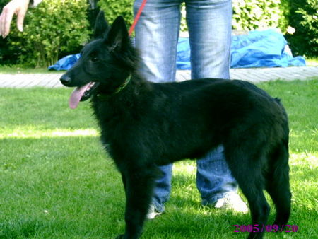 Groenendael Hunde Foto 34382 Groenendael