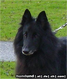 Groenendael Hunde Foto 7005 Groenendael Lucas bijna 11 jr.