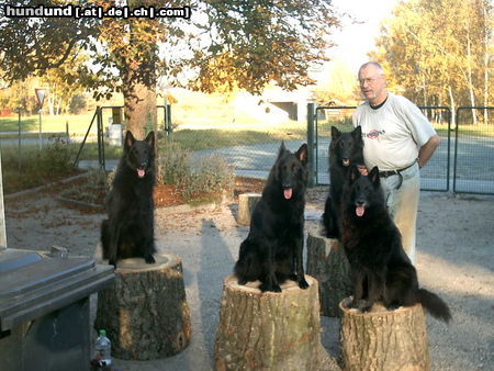 Groenendael Hunde Foto 26449 Groenendael unsere 4 Groenendaels
