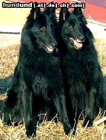 Groenendael Hunde Foto 5012 Groenendael Ornella mit ihrer Mutter Ch. Eve