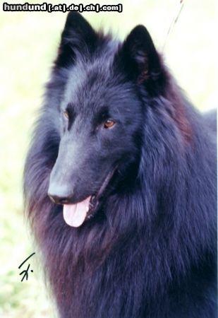 Groenendael Hunde Foto 5013 Groenendael Sisco vom Schwarzen Ulan