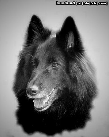 Groenendael Hunde Foto 18326 in höherer Auflösung ansehen Groenendael unsere sehr schoene Zuchthuendin Amra Lómbre Accompagnante