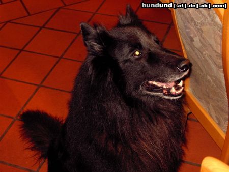 Groenendael Hunde Foto 16600 in höherer Auflösung ansehen Groenendael Das bin ich, Gera