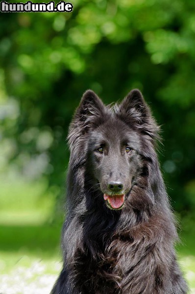 Groenendael, Belgischer Schäferhund, Berger Belge Foto ...