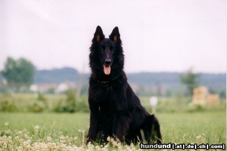 Groenendael Hunde Foto 5270 Groenendael Joy v.d.Waldfeenhöhe