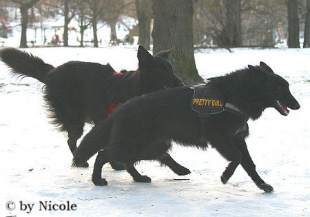 Groenendael Hunde Foto 28855 in höherer Auflösung ansehen Groenendael Prater