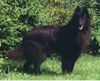 Groenendael Foto: Deckrüde Ainuk von der Holzheimer Rehtränke (ID 2829) Groenendael Hund