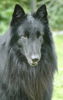 Groenendael Foto: Ares von der Burg Nassau (ID 32574) Groenendael Hund