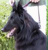 Groenendael Foto: Baily von der Notburgahöhle (ID 7959) Groenendael Hund