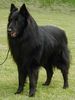 Groenendael Foto: Burly von der Holzheimer Rehtränke (ID 12545) Groenendael Hund