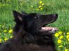 Groenendael Foto: Braver Alyosha! (ID 11063) Groenendael Hund