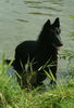 Groenendael Hund