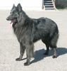 Groenendael Foto: Camée de la Ferme Farouche (ID 20596) Groenendael Hund