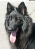 Groenendael Foto: Camée de la Ferme Farouche HD A (ID 20635) Groenendael Hund