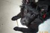 Groenendael Foto: Amy 12 Wochen (ID 10670) Groenendael Hund